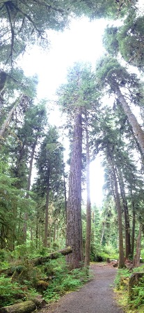Tree Canopies