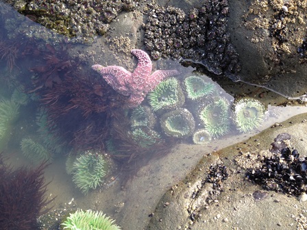 Green Anemone & Purple Sea Star
