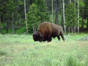 Buffalo at Yellowstone National Park 